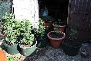 Slika 2015/ZAPLJENA MARIHUANE/Marihuana_15.07.2015m.jpg